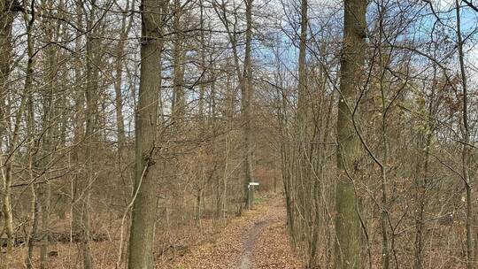 Ein Großteil des Mühlacker Stadtwaldes – hier nahe der Osttangente – leidet unter erheblichen Dürreschäden.