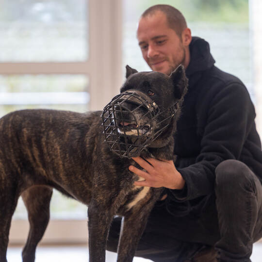 Tierheim Magazin Serie Bonnie