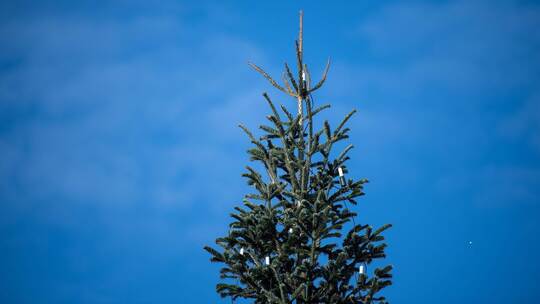 Bundespräsident entzündet Lichter am Weihnachtsbaum vor Bellevue Bundespräsident entzündet Lichter am Weihnachtsbaum vor Bellevue