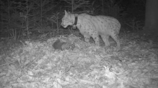Luchs Portus im Nordschwarzwald