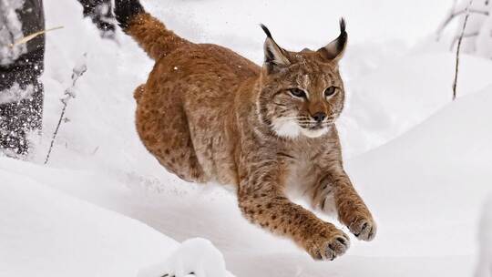 Luchs im Schwarzwald ausgewildert