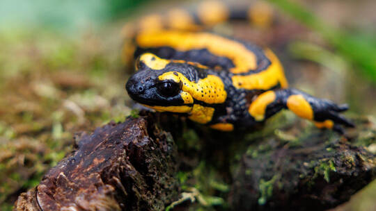 Feuersalamander im Nürnberger Tiergarten