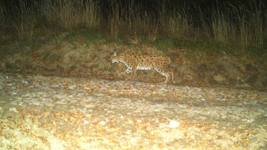 Luchskuder Portus gilt jetzt im Nordschwarzwald als sesshaft – zusammen mit drei anderen Kudern und einer Katze. FVA BW Wildtier