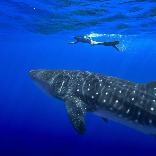 Walhaie vor St. Helena