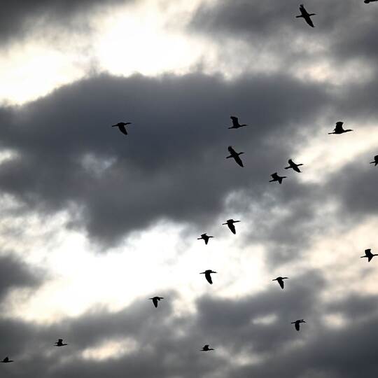 Kormorane am Bodensee