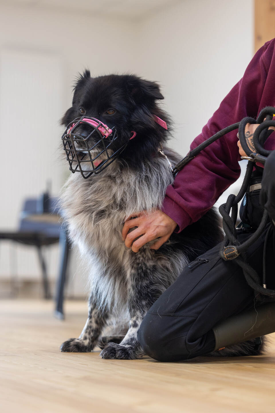 Tierheim Magazin Serie Mirell