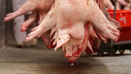 Schweinehälften im Schlachtbetrieb Schweinehälften im Schlachtbetrieb