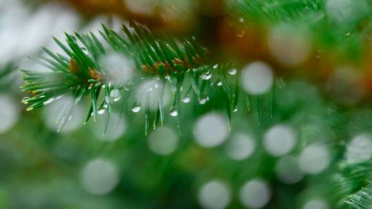 Weihnachtsbaum Weihnachtsbaum