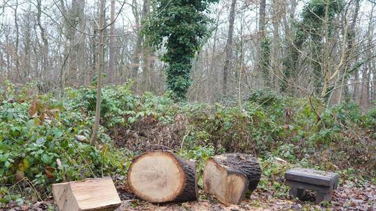 Im Bereich des Waldparkplatzes am Bühlwald besteht nach wie vor eine erhöhte Verkehrssicherungspflicht. Doch an Sitzbänken entfä