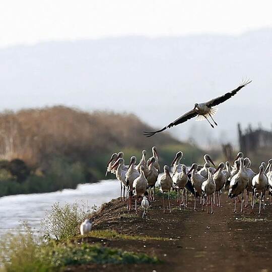 Störche in spanischem Naturpark