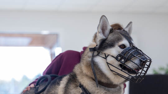 Tierheim Magazin Serie Hati