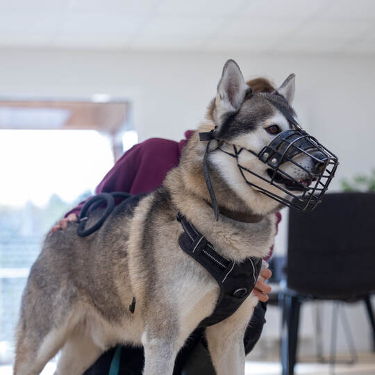 Tierheim Magazin Serie Hati