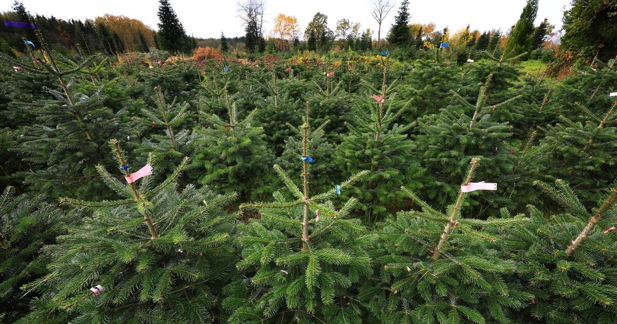Christmas trees worth 800 euros stolen: Police investigating in Vaihingen ...