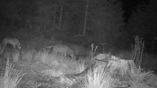 Zwei Wölfe gemeinsam auf einem Foto einer Wildkamera Zwei Wölfe gemeinsam auf einem Foto einer Wildkamera
