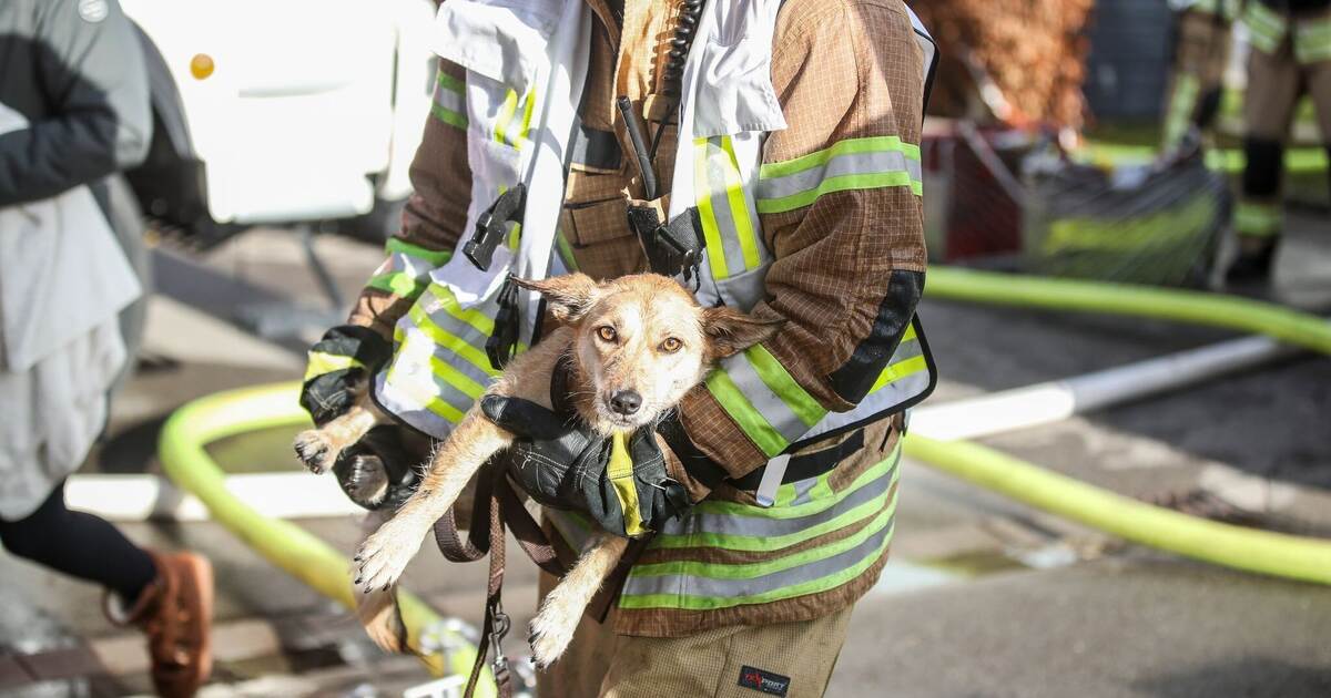 Feuerwehr befreit verängstigten Hund aus brennendem Haus