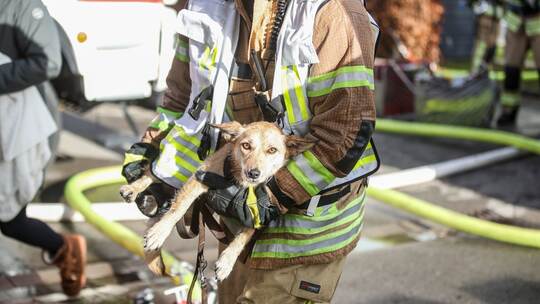 Feuerwehr rettet Hund bei Brand Feuerwehr rettet Hund bei Brand
