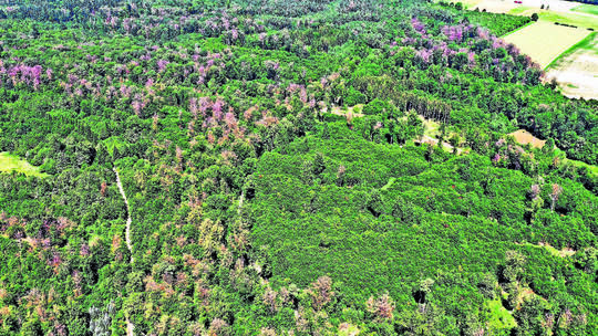 Während die Nachfrage nach Brennholz in Ötisheim eingebrochen ist, ist Schadholz deutlich gefragter. Forstamt