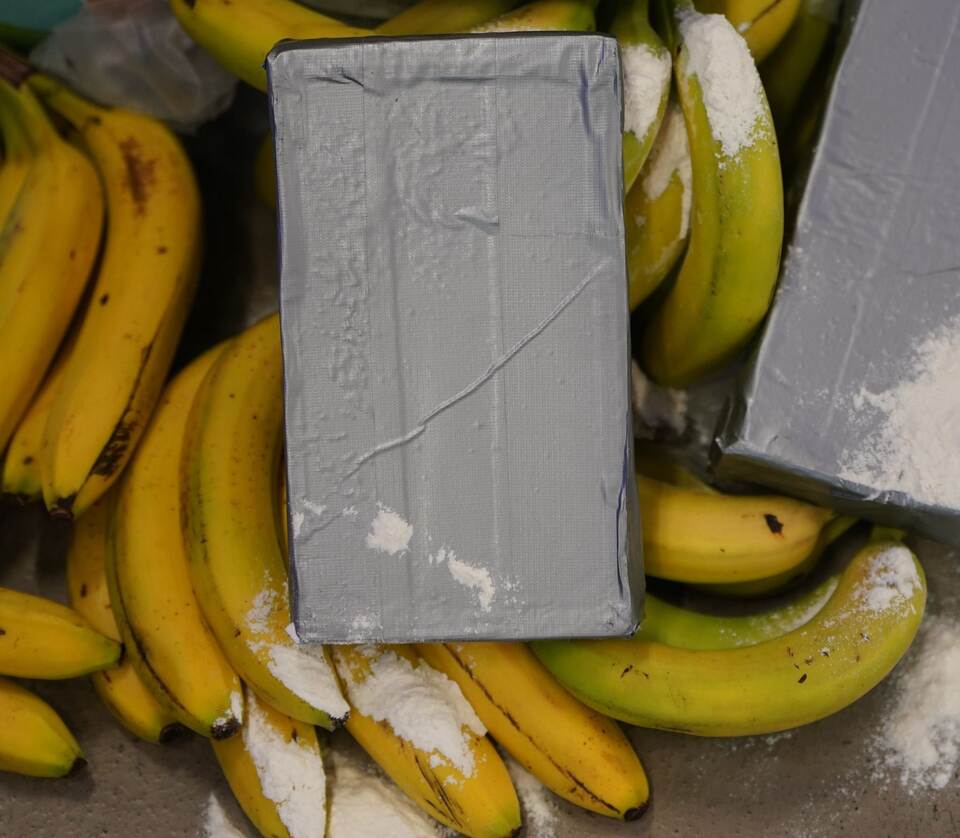 Weißes Pulver, das Kokain darstellen soll, liegt neben Bananen.