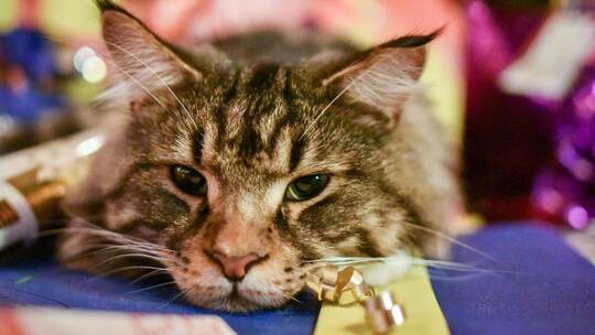 Haustiere als Geschenk