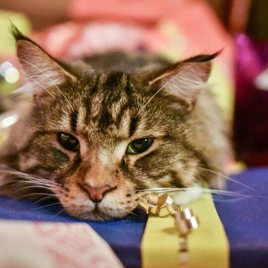 Haustiere als Geschenk