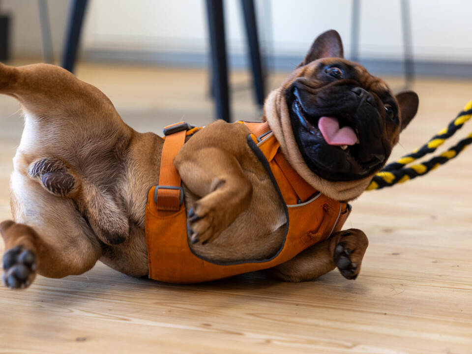 Tierheim Magazin Schröder