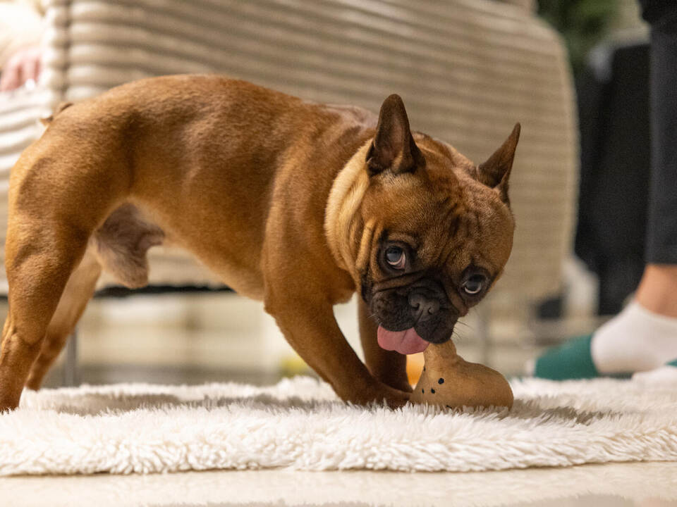 Tierheim Homestory Schröder