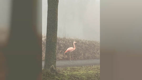Wilder Flamingo bei Ulm