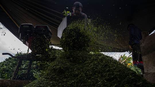 Koka: Anbau und Verarbeitung