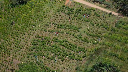 Kokain aus Kolumbien