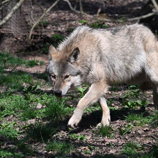 Wolf Wolf