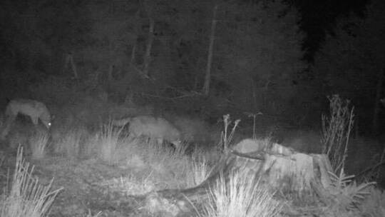 Zwei Wölfe gemeinsam auf einem Foto einer Wildkamera