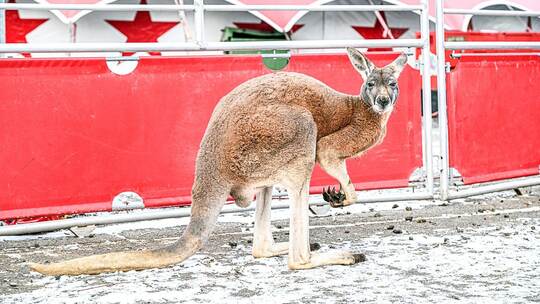 Känguru büxt aus Zirkus in Aalen aus