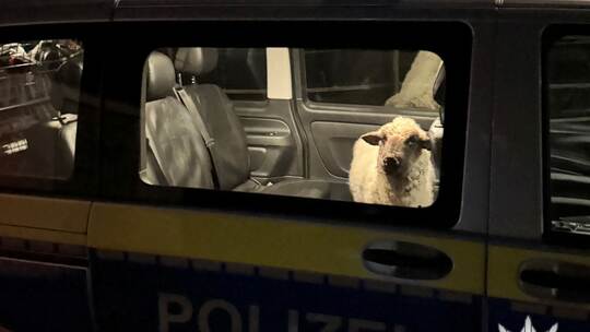 Polizei rettet Schaf auf Abwegen