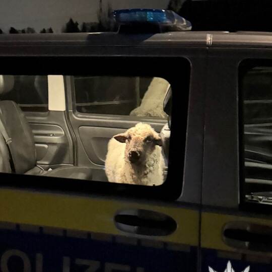 Polizei rettet Schaf auf Abwegen