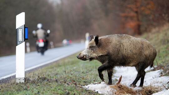 Wildschweinunfall