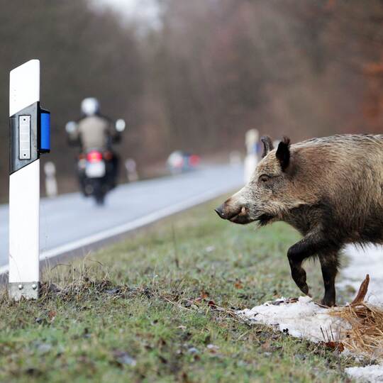 Wildschweinunfall Wildschweinunfall