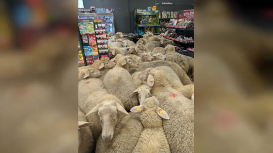 Schafe im PENNY Supermarkt