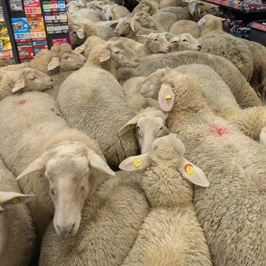 Schafe im PENNY Supermarkt
