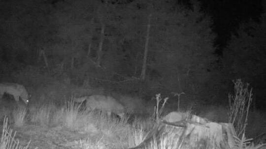 Zwei Wölfe gemeinsam auf einem Foto einer Wildkamera