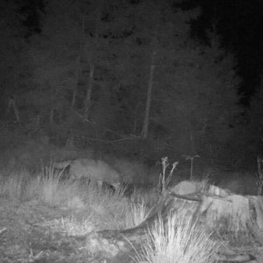 Zwei Wölfe gemeinsam auf einem Foto einer Wildkamera