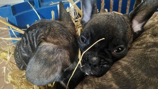 Illegaler Welpenhandel