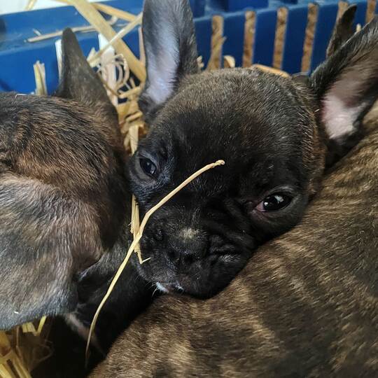 Illegaler Welpenhandel