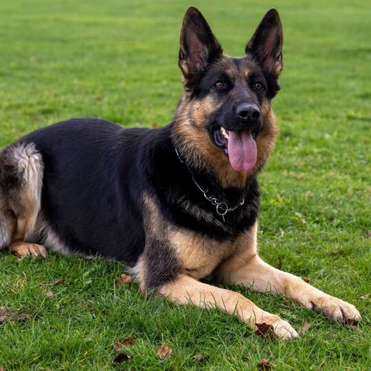 Deutscher Schäferhund