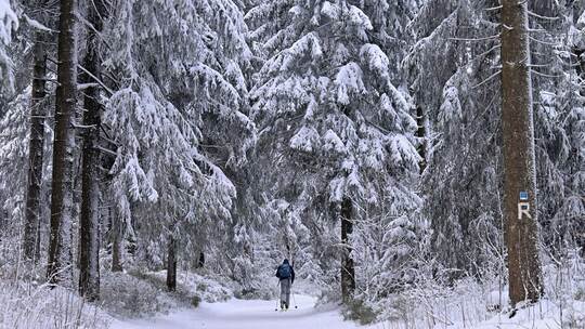 Gera: Warnung vor umstürzenden Bäumen und abbrechenden Ästen