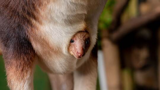 Baumkänguru-Jungtier in England geschlüpft