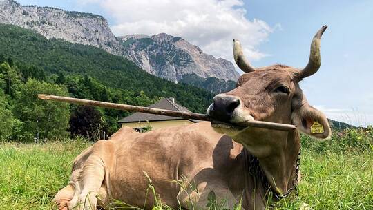 Werkzeugnutzung bei einer Kuh nachgewiesen