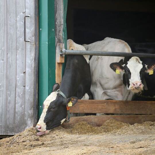Prozesse Tierschutz-Verstöße im Allgäu