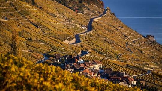 Weinanbau am Genfer See