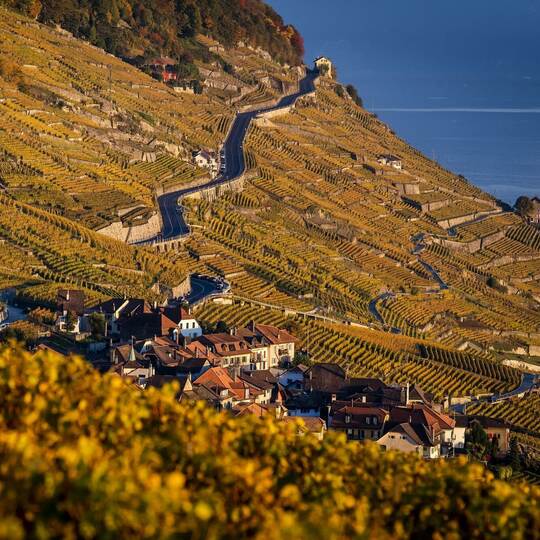 Weinanbau am Genfer See