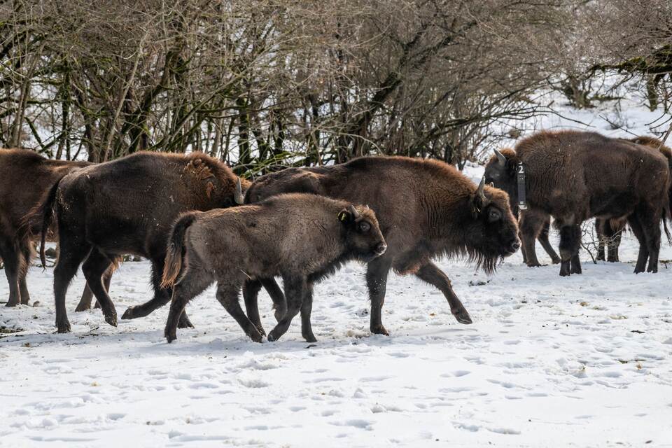 Wisente ausgewildert